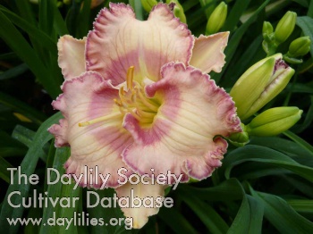 Daylily Sudetic Lavender Dream